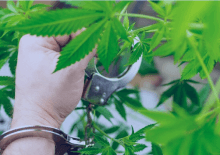 How Many Marijuana Arrests in STATE.png