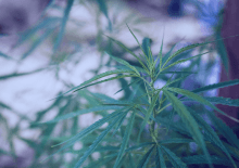 STATE Marijuana Tax Revenue 2024.png